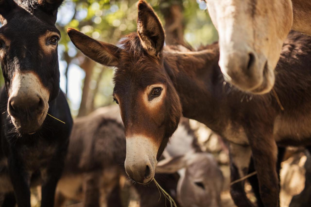 Bed&Breakfast Agroturizam Antunovic Kuna Peljeska ภายนอก รูปภาพ